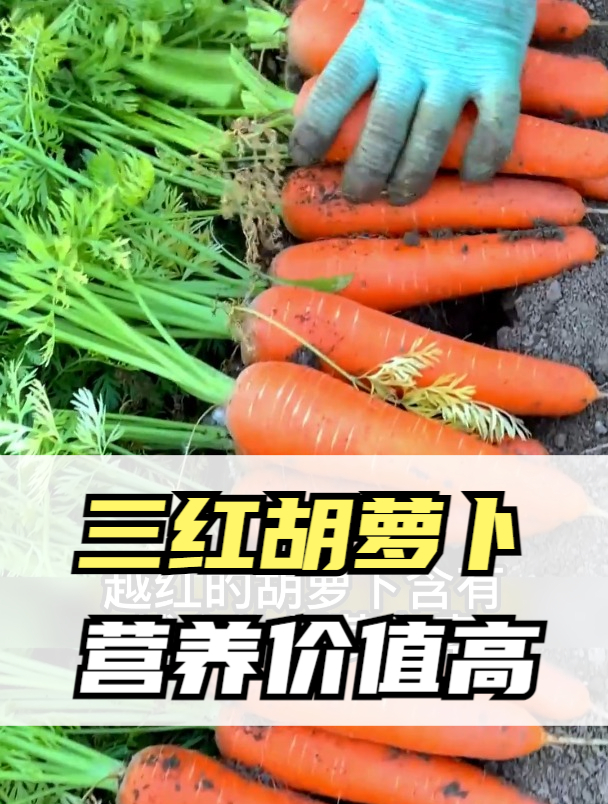 要问夏季吃什么蔬菜最好?那肯定是“三红胡萝卜”,预防多种疾病