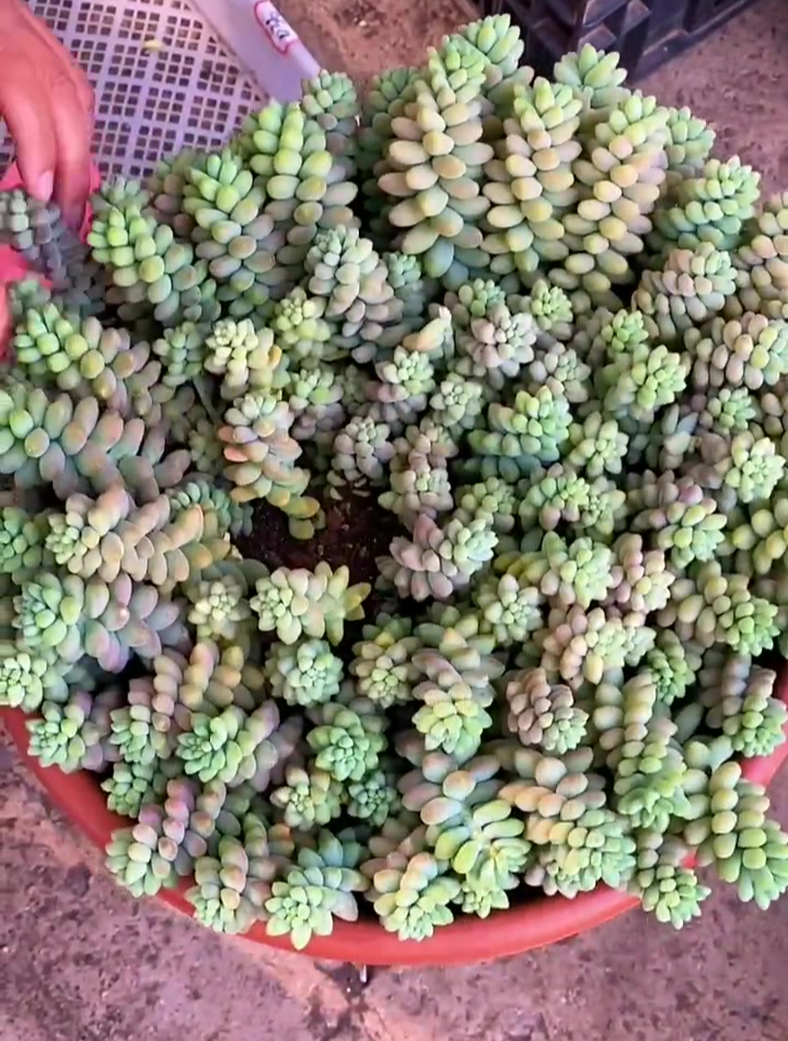 多肉植物