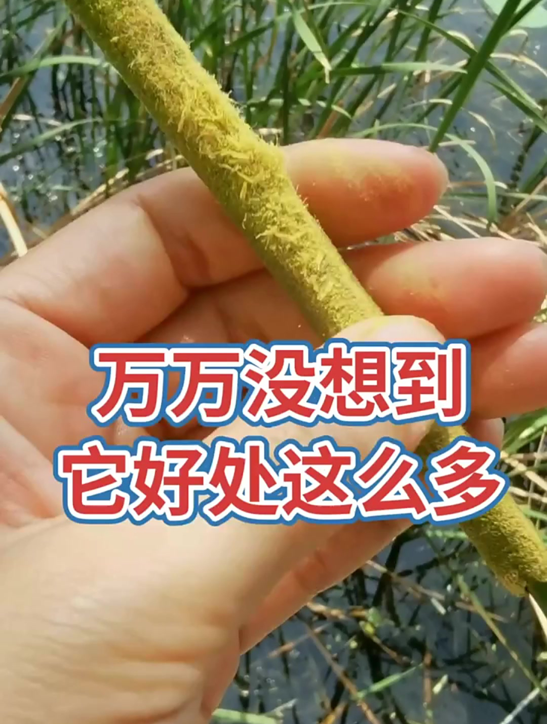 香蒲,每天分享野生中草药喜欢的加个关注呀