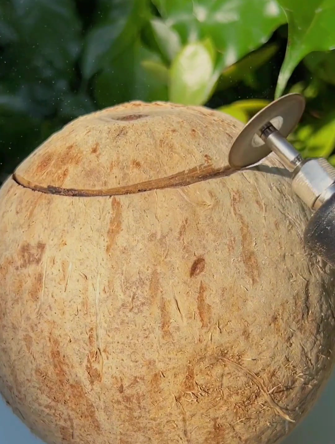 椰子壳炖乳鸽汤,太好喝啦
