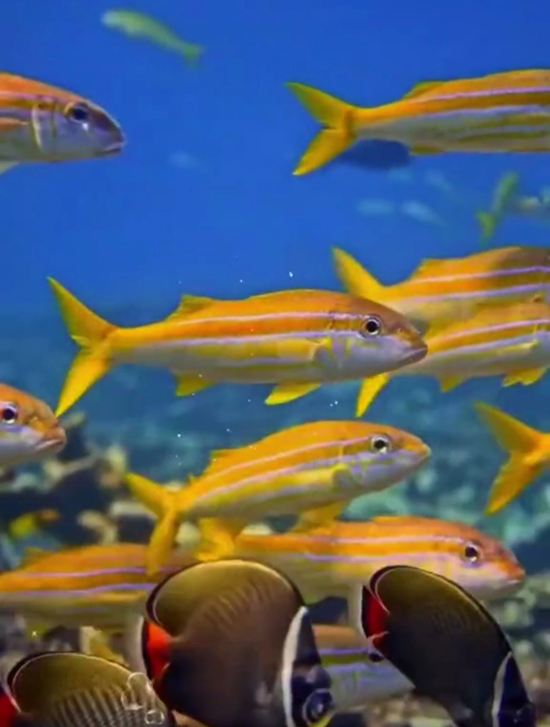 海底世界:鱼儿的身体扁扁的,上面有很多漂亮的鱼鳞