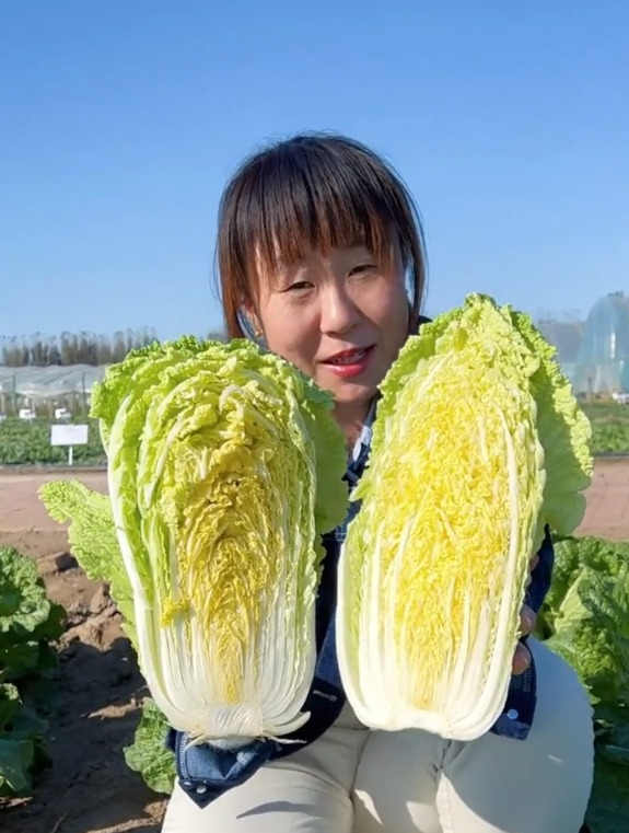 种植大白菜的时间方法,上午种和下午种差别很大,千万别弄错了!