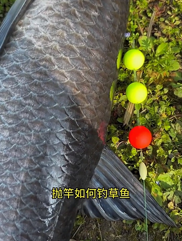 抛竿钓草鱼技巧,洛阳球线组搭配伊势尼,钓草鱼更轻松