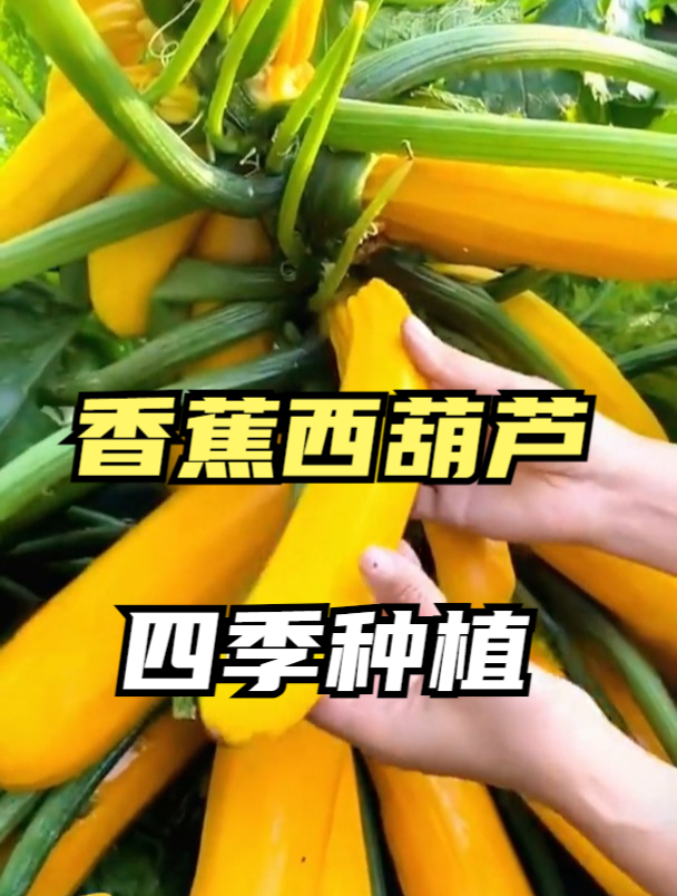 能当水果吃的蔬菜,生吃营养更丰富,阳台花盆就能种!