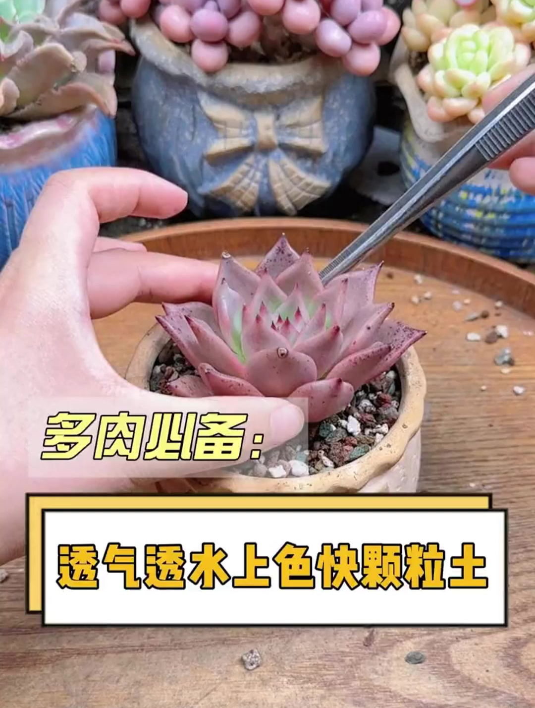 种多肉用这种多肉专用颗粒土最好,上色快不徒长容易活 多肉植物