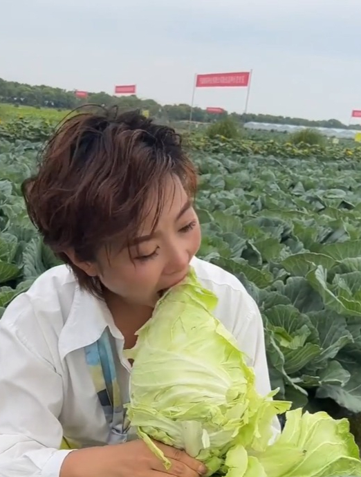 形状尖尖像牛角,这就是脆嫩的“牛心甘蓝”,凉拌热炒都好吃!