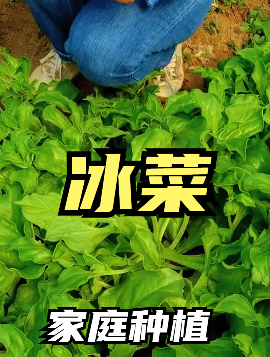“冰菜”自带“霜冻”,很多人吃过之后都被圈粉!在家就能种!