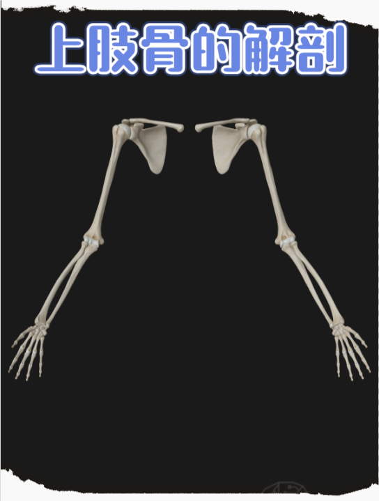 用维萨里3D解剖学习上肢骨的解剖结构