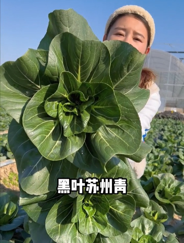 矮脚苏州青来了,种苗如何选择?