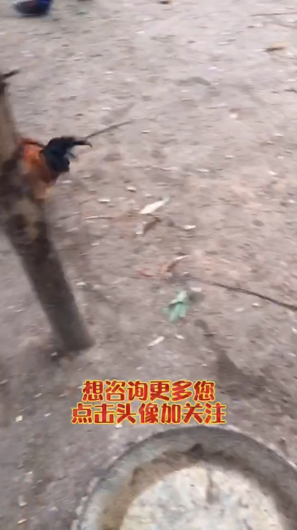 喂鸡的鱼肝油通常用哪一种鸡用鱼肝油喂鸡在什么阶段使用鸡用鱼肝油