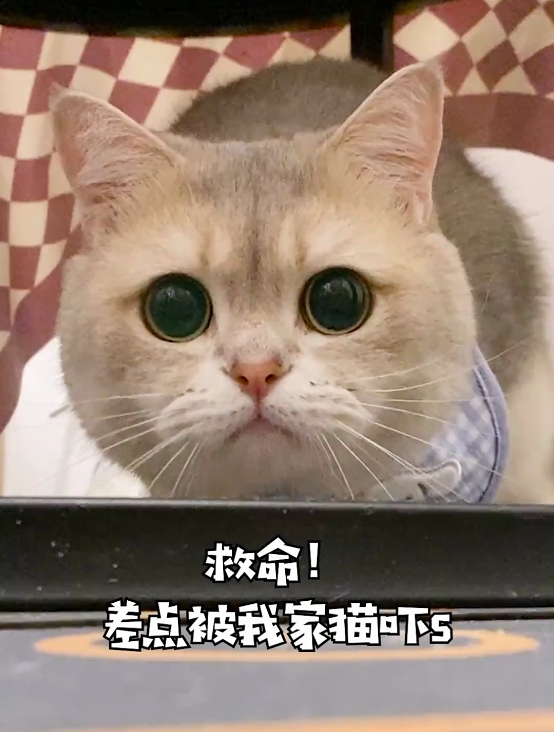 你们的猫睡觉也不闭眼吗