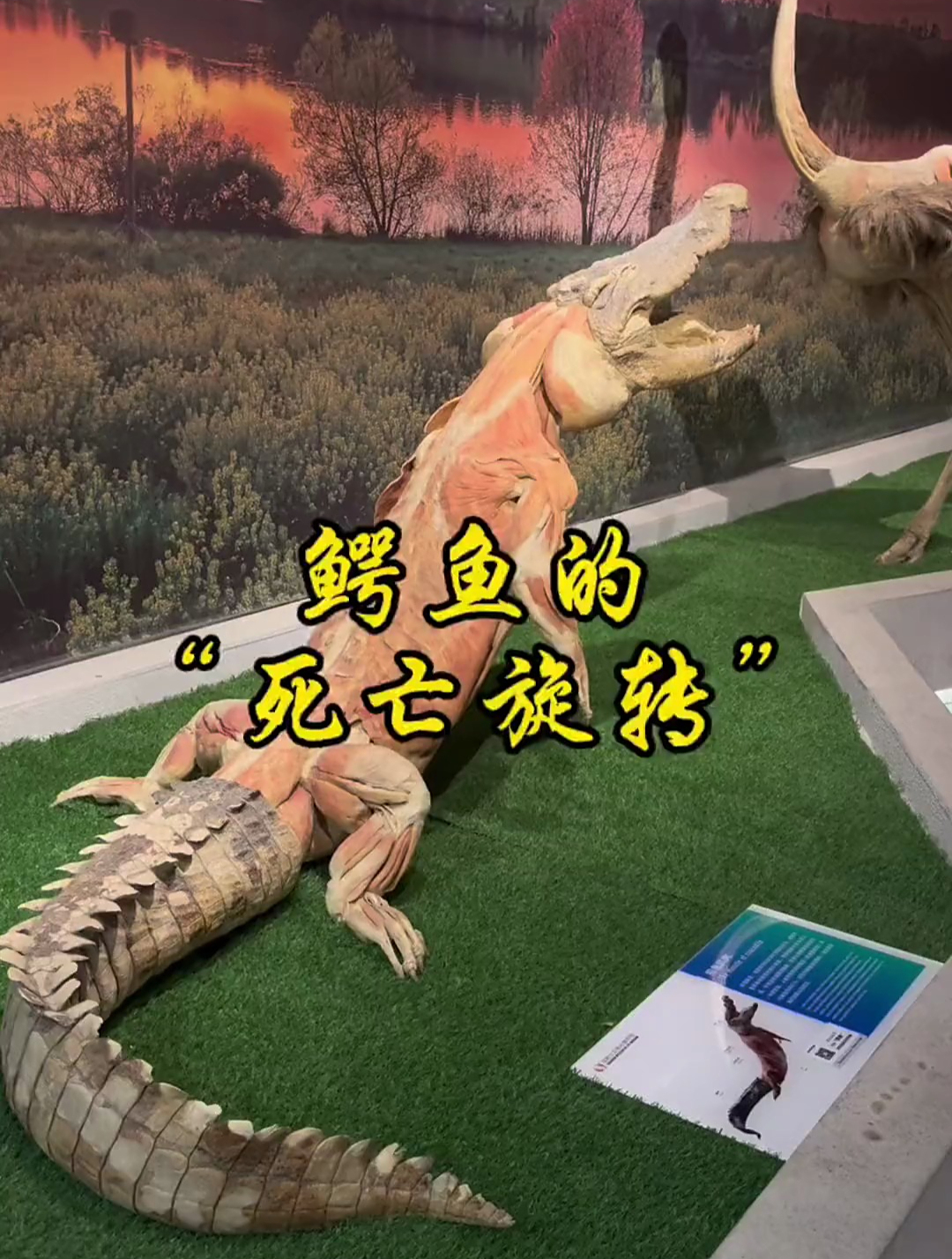 动物科普:这是鳄鱼的肌肉标本,你敢摸一下吗?