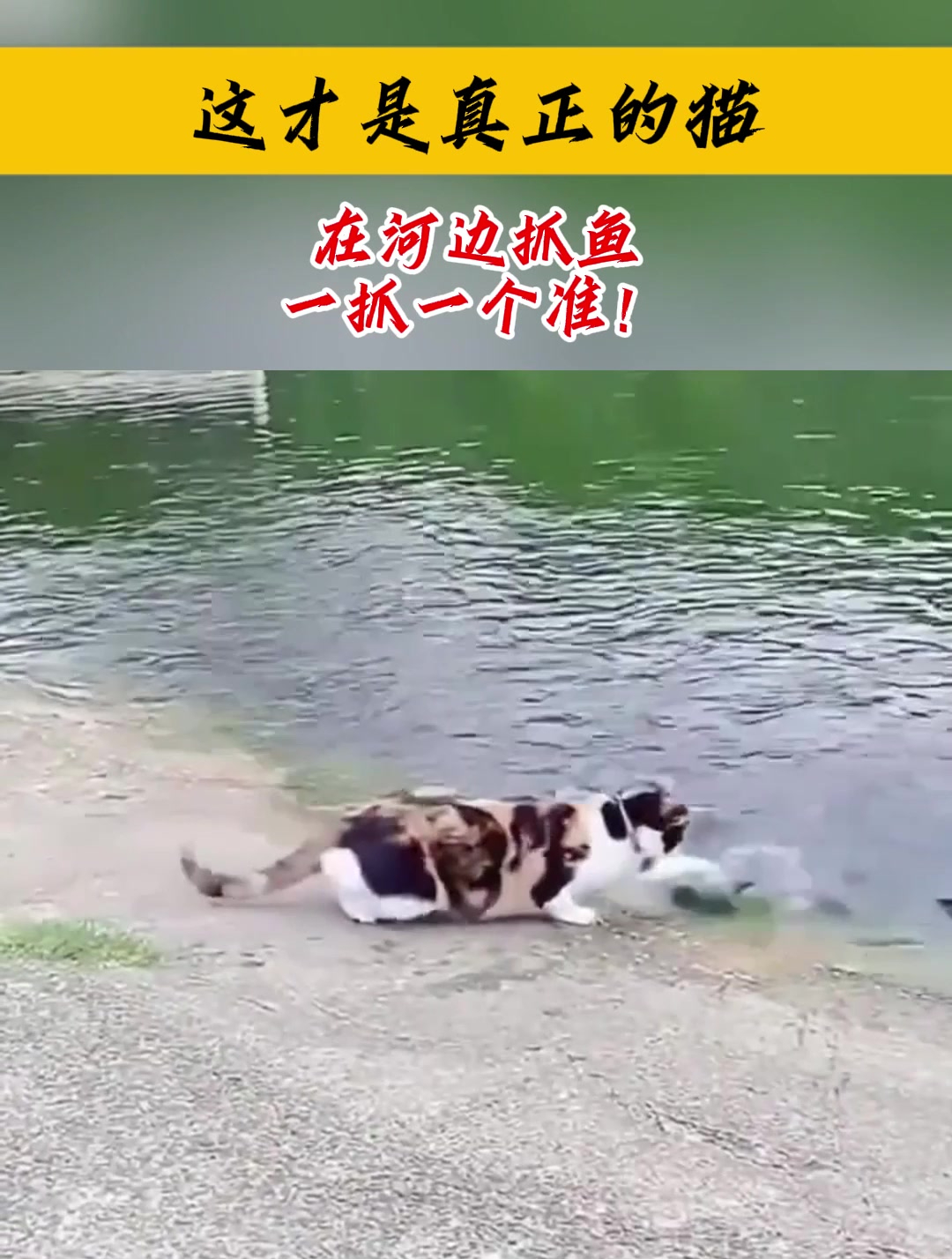 这才是真正的猫,在河边抓鱼,一抓一个准!