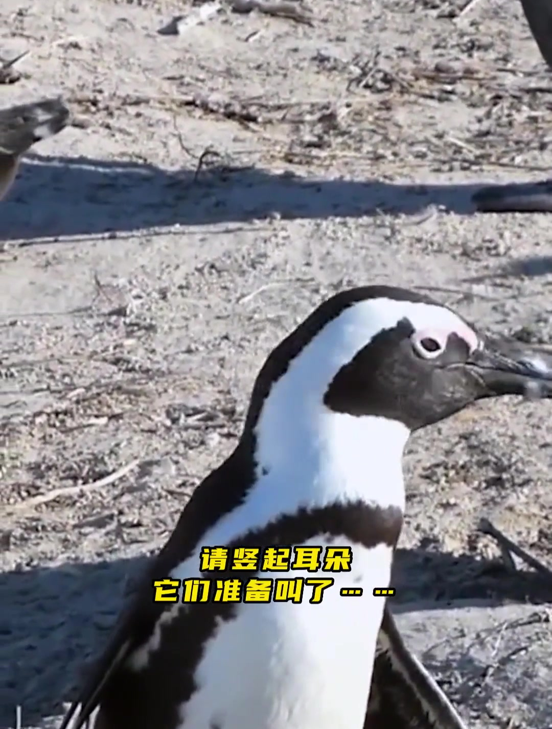 南非企鹅的叫声有多让人印象深刻