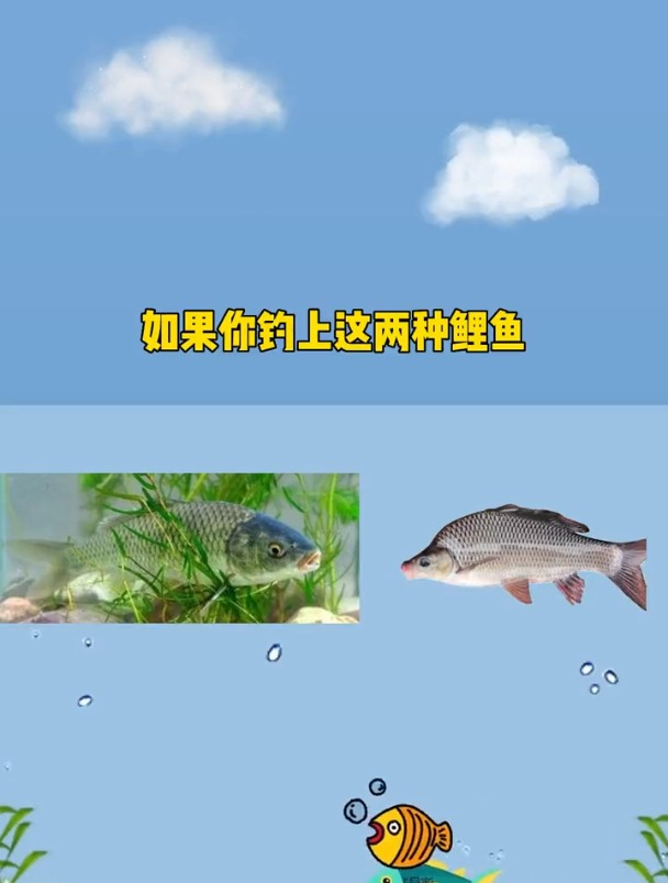 不能钓的2种鲤鱼,随便一条可能都要去踩缝纫机!