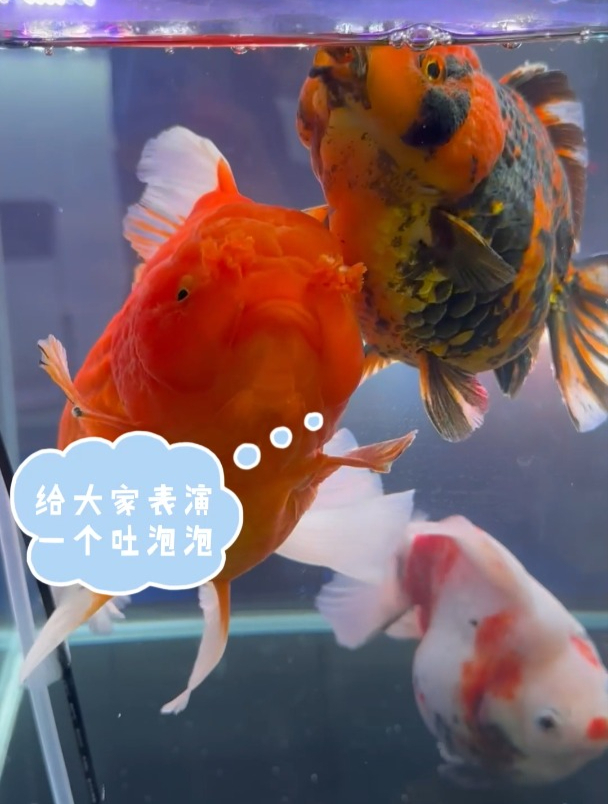 小金鱼吐泡泡,你能猜到它想表达什么吗?