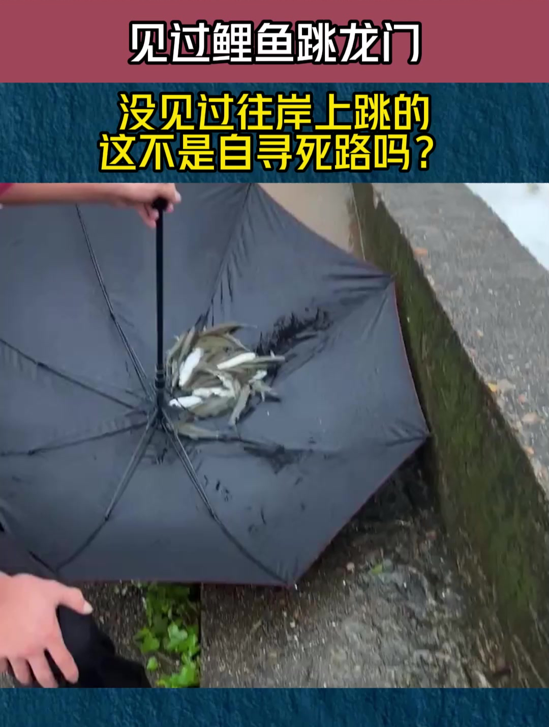 见过鲤鱼跳龙门,没见过往岸上跳的,这不是自寻死路吗?