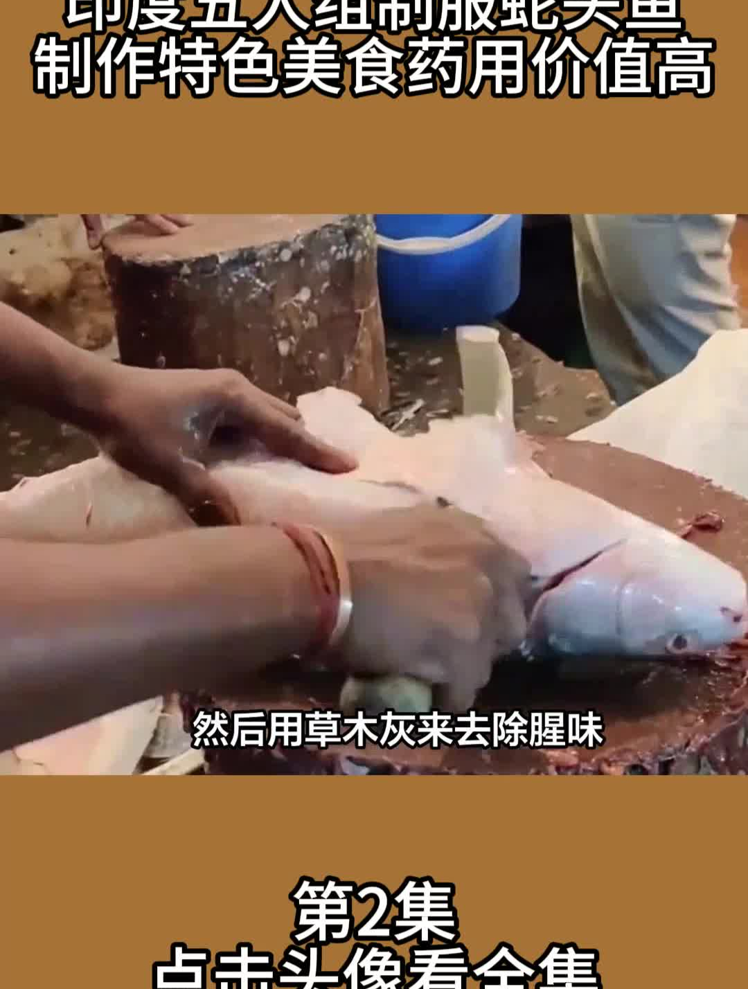印度五人组制服蛇头鱼,制作特色美食,药用价值高