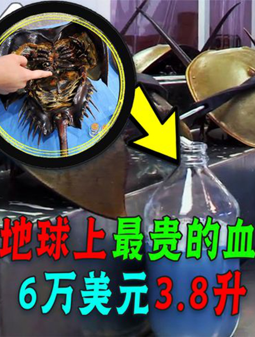 吃个海鲜牢底坐穿,为啥鲎在中国成“国保”,泰国却随便吃?