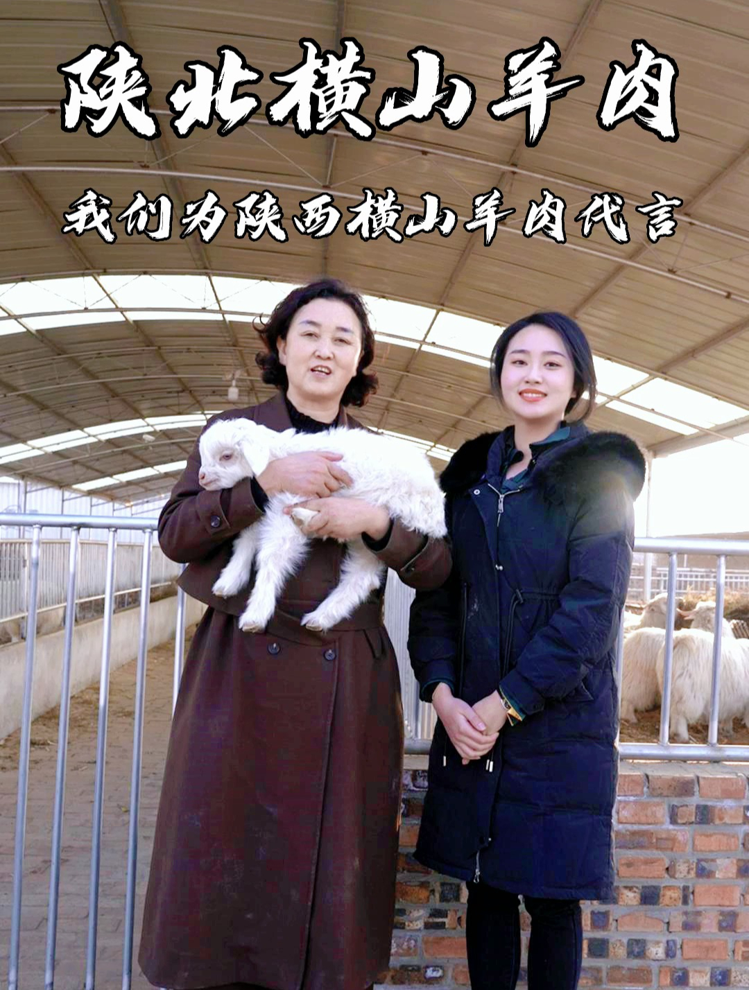 我们为陕北横山羊肉代言!