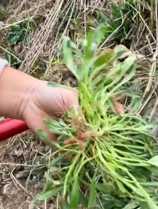 鲜香的面条菜是一种“野菜”,种一次年年吃,口感嫩滑!