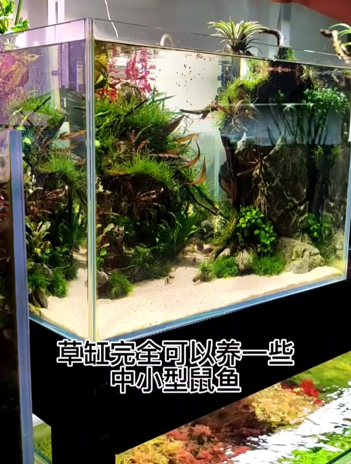 布置好一块小沙滩 在做好泥沙分离 草缸还是非常适合养鼠鱼的