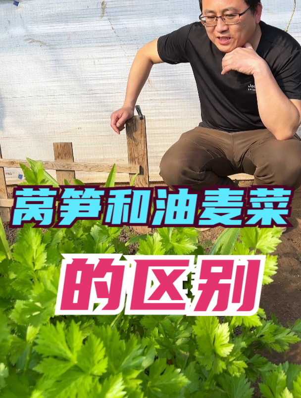 你能区别油麦菜和莴笋吗?