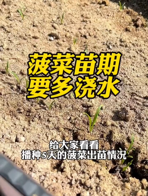 秋菠菜种上了,5天的出苗情况,管理必须要做好