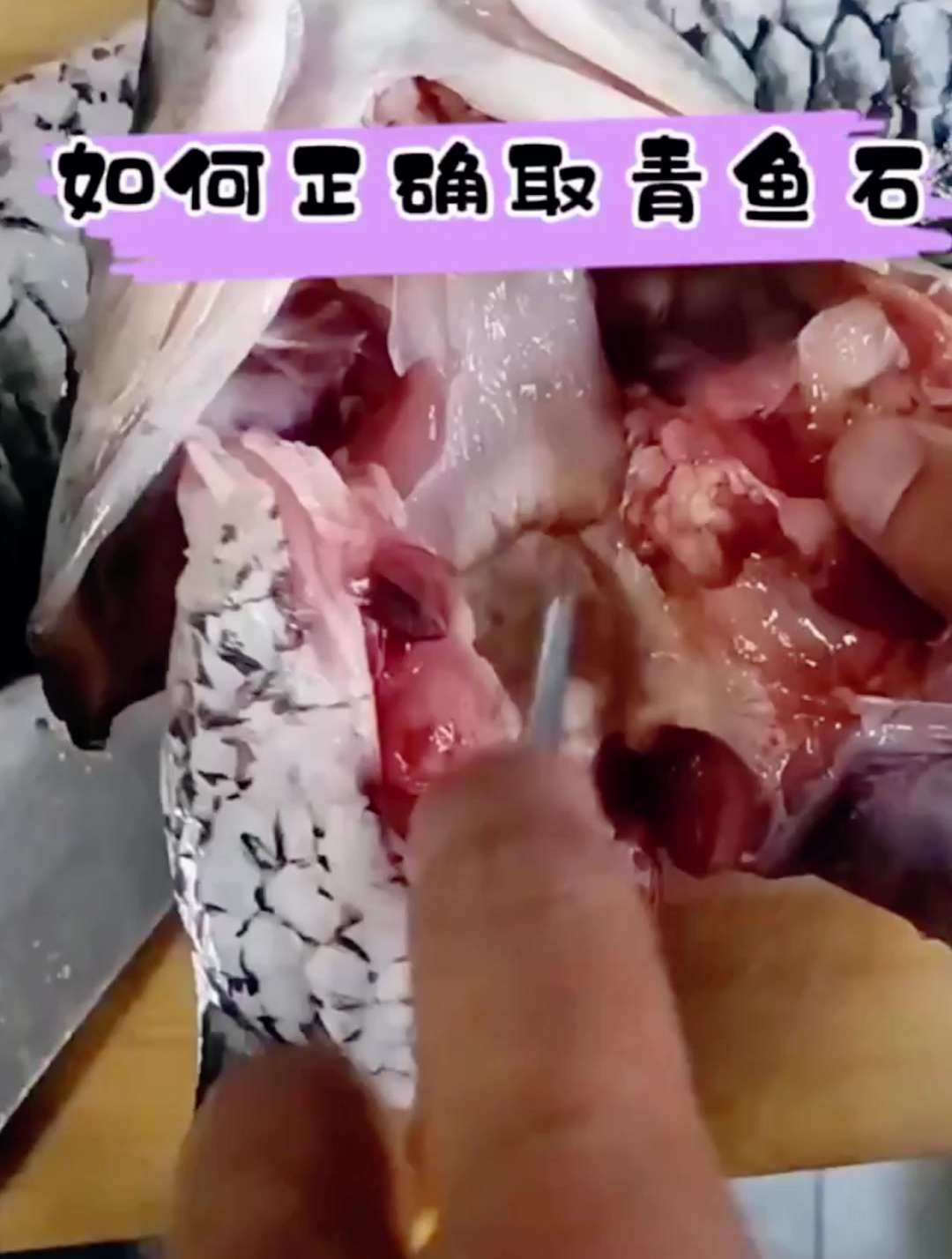 如何正确取青鱼石教学,这个视频告诉大家