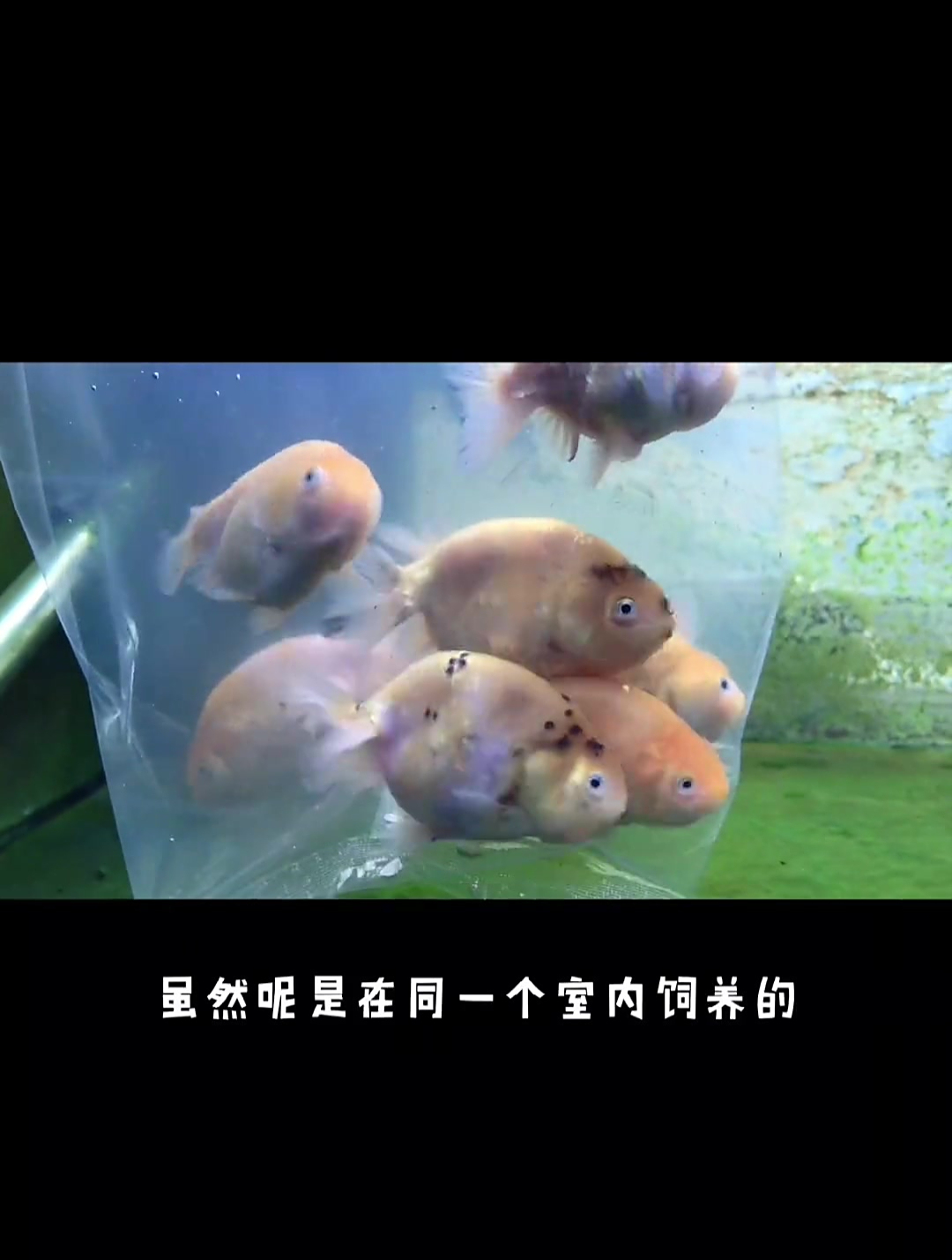 鱼苗搬家记 兰寿金鱼