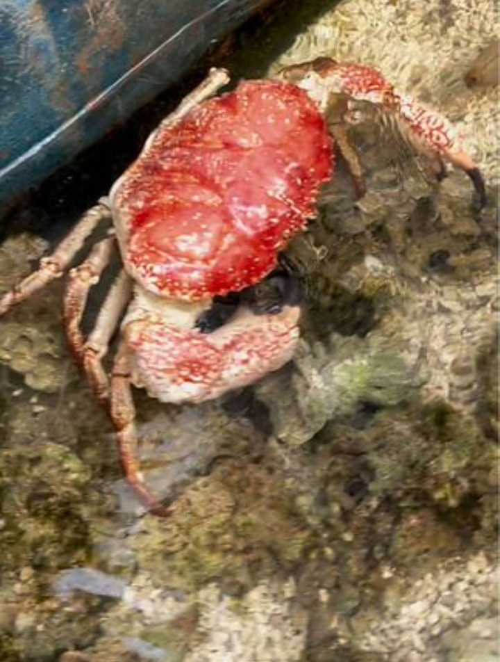 世界首位海水黑玛丽出生了