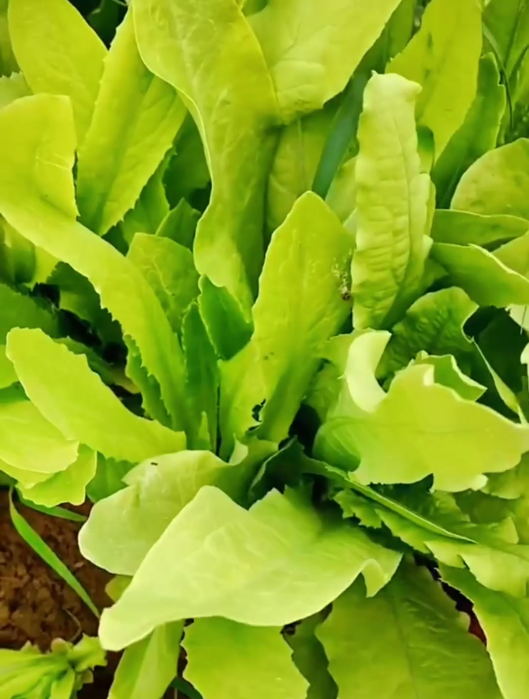 如何种出肥厚嫩绿的“油麦菜”,一个小方法,绿油油的养眼好吃!
