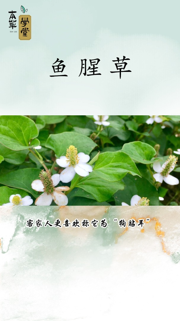 鱼腥草,别名“折耳根”,味道难闻,却是一道美食菜肴~