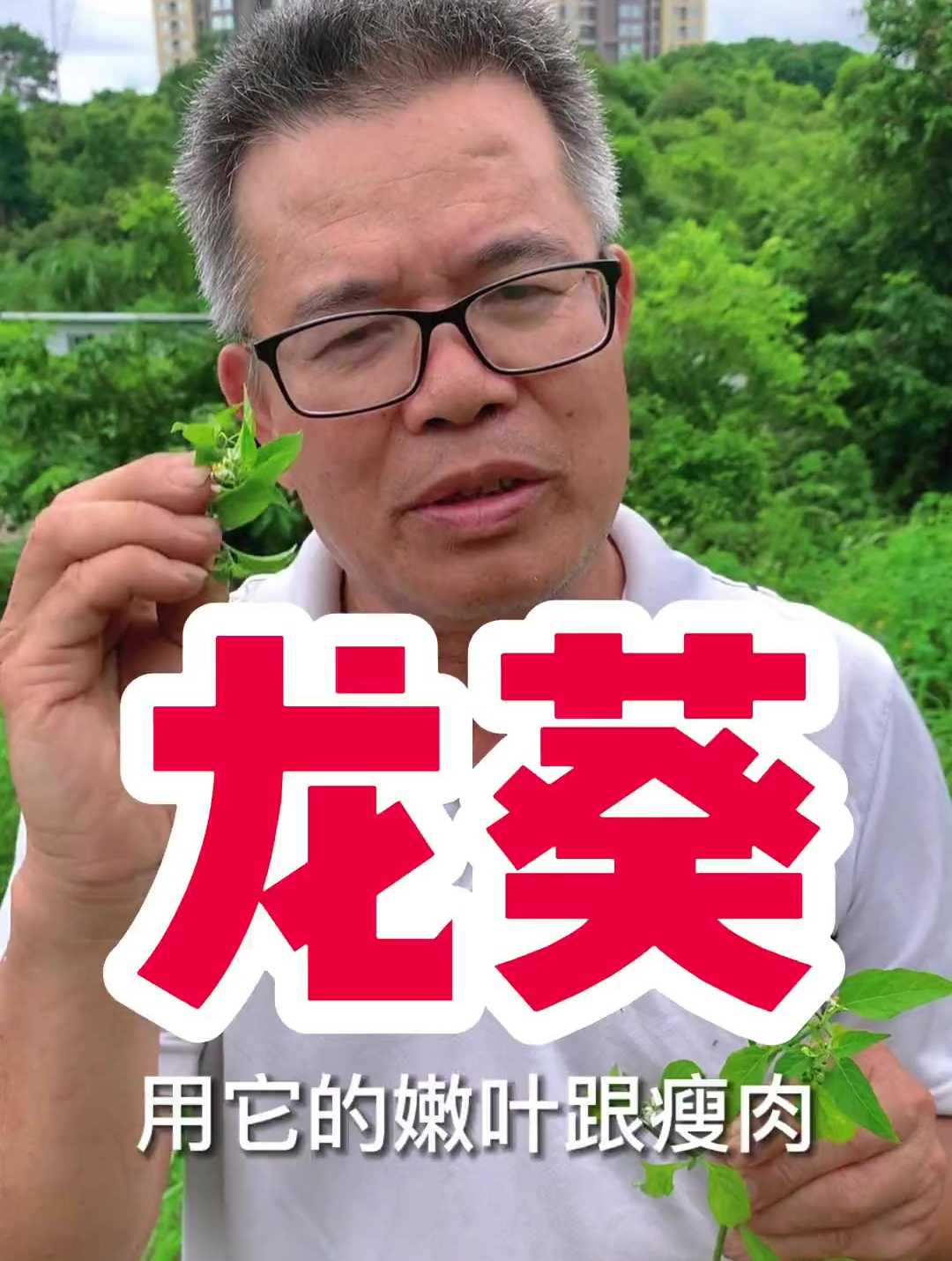 随处可见的茄科植物龙葵,又叫白花菜