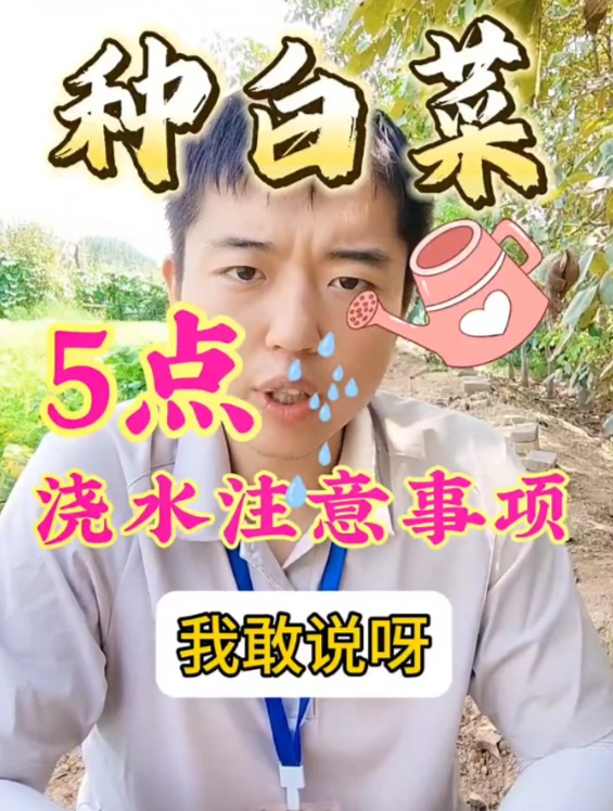 种白菜,5点“浇水”注意事项,浇错当心减产