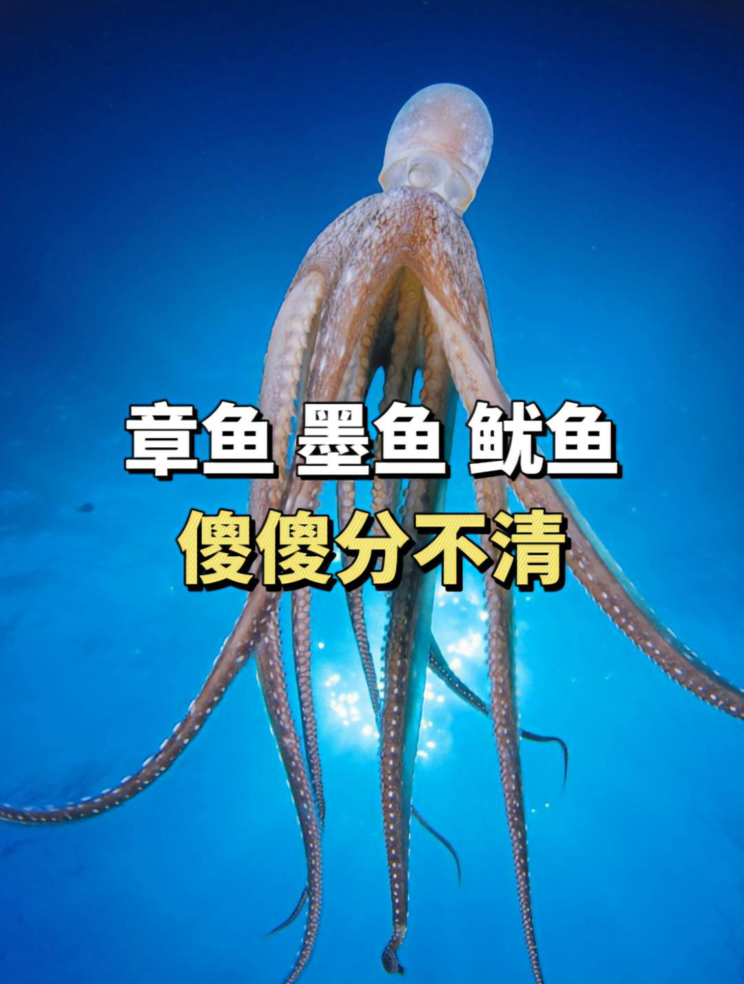 章鱼,墨鱼,鱿鱼,傻傻分不清