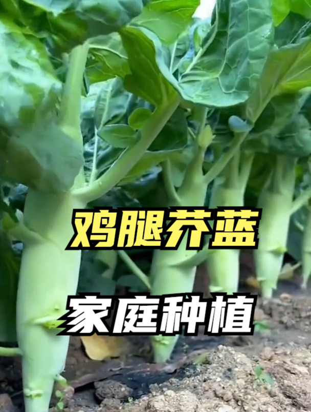 婆婆在楼顶种“鸡腿菜”,根根比胳膊还粗,邻居:这菜没见过~