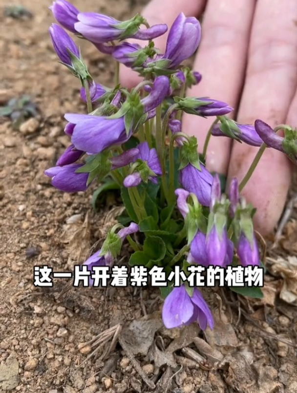 紫花地丁别名野堇菜,多年生草本,全草可入药