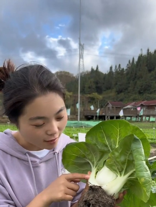适合春天种植的“矮脚奶白菜”,脆嫩没有丝,一个月就能收获!