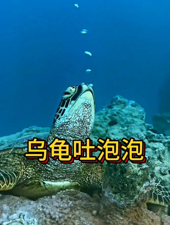 调皮的乌龟爱吐泡泡