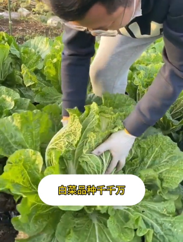 冬储白菜可以种了,选什么品种?直播还是育苗?