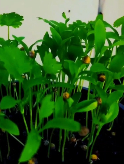 植物生长过程之香菜