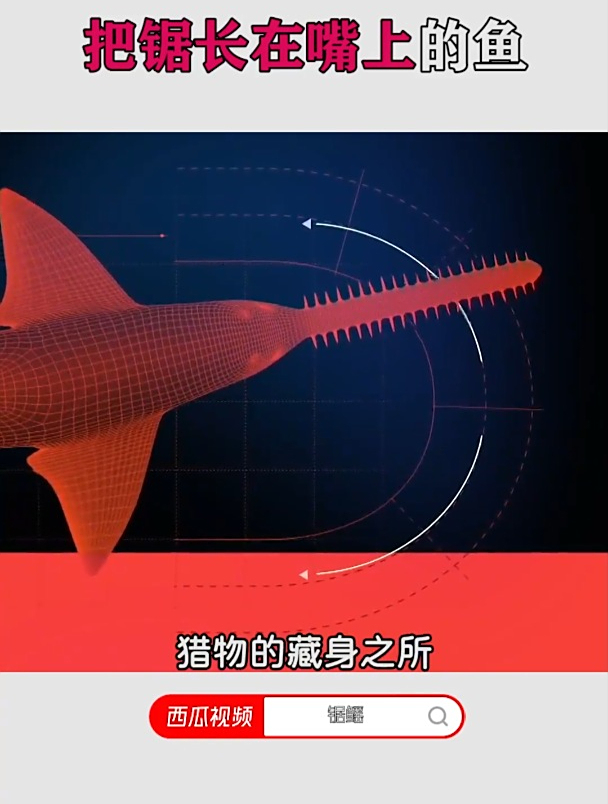 把锯长在嘴上的鱼—锯鳐