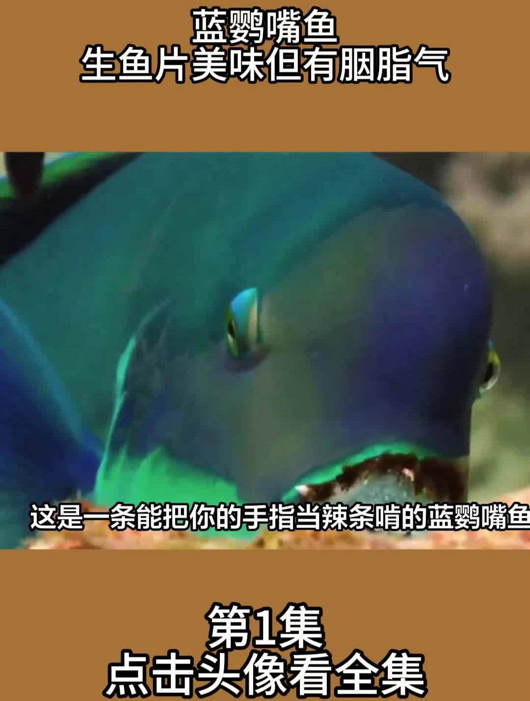 蓝鹦嘴鱼:生鱼片美味但有胭脂气