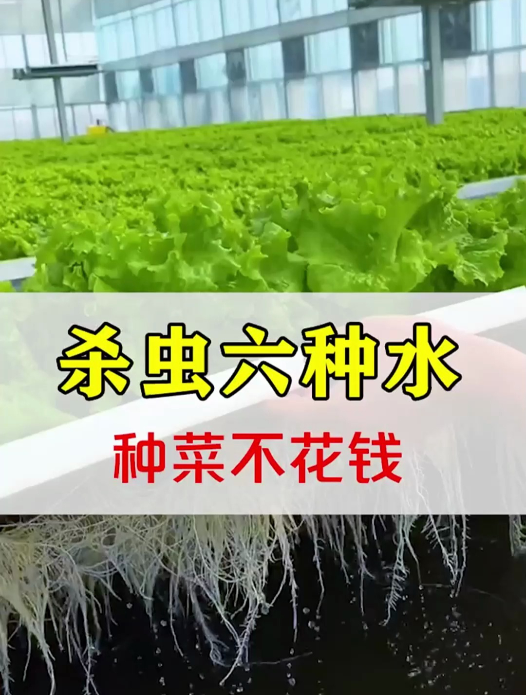 自制6种种菜杀虫水,安全好用无污染,关键不生虫