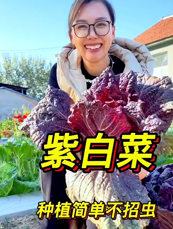 老农分享紫白菜种植方法,掌握2个技巧,白菜发芽率高生长旺盛!