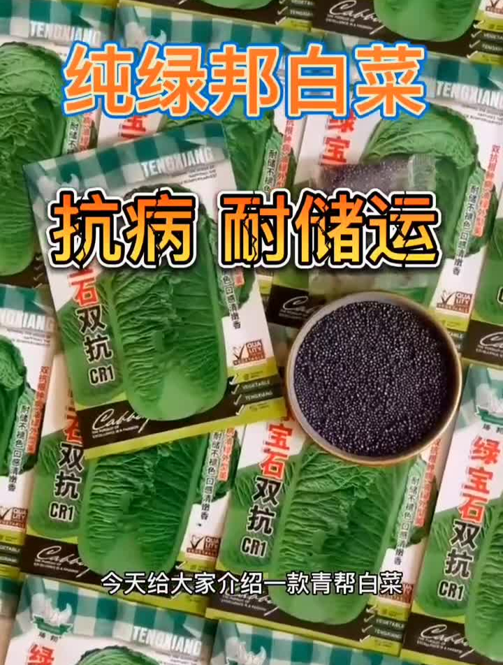 分享,抗病性强耐储运白菜种白菜