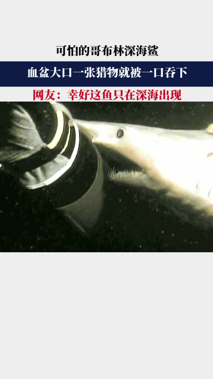 可怕的哥布林深海鲨,血盆大口一张猎物就被一口吞下!