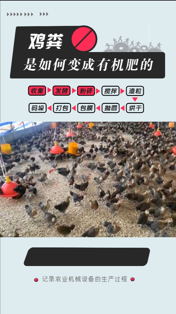 鸡粪发胶有机肥,粉碎后可作为肥料使用,即环保又可改良土壤!