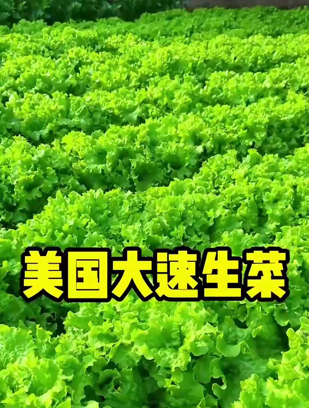 这种生菜在国内“不稀罕”,在美国卖的比肉还贵,只因营养丰富!